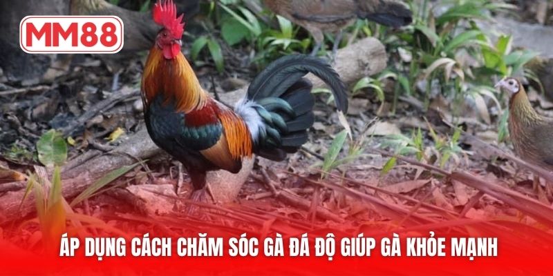 Áp dụng cách chăm sóc gà đá độ giúp gà khỏe mạnh