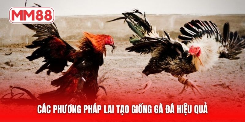 Các phương pháp lai tạo giống gà đá hiệu quả
