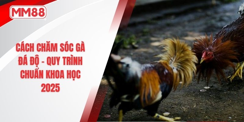 cách chăm sóc gà đá độ