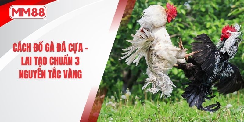 Cách đổ gà đá cựa