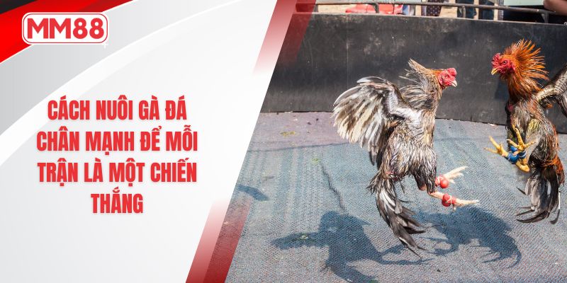 Cách nuôi gà đá chân mạnh