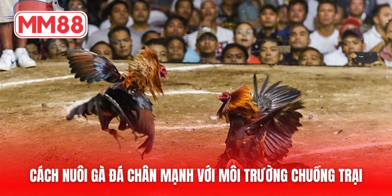 Cách nuôi gà đá chân mạnh với môi trường chuồng trại