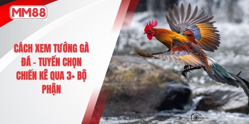 Cách xem tướng gà đá