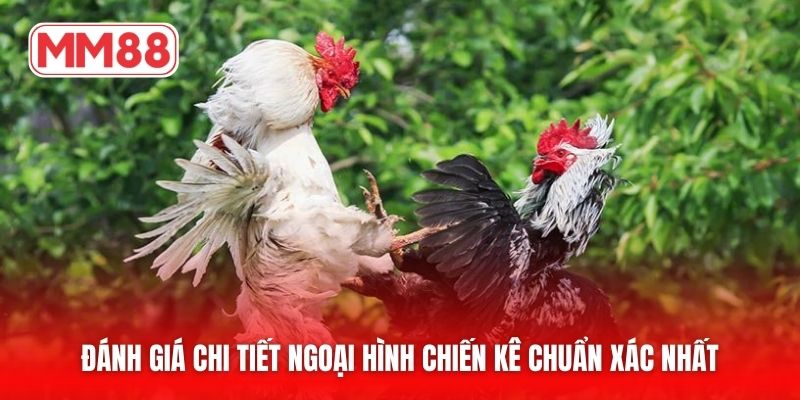 Đánh giá chi tiết ngoại hình chiến kê chuẩn xác nhất