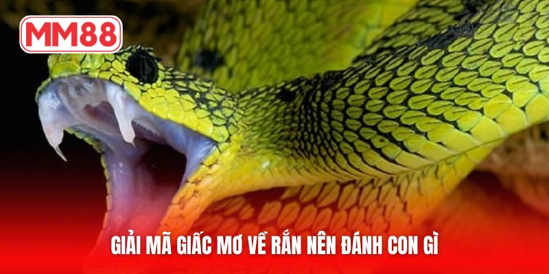 Giải mã giấc mơ về rắn nên đánh con gì