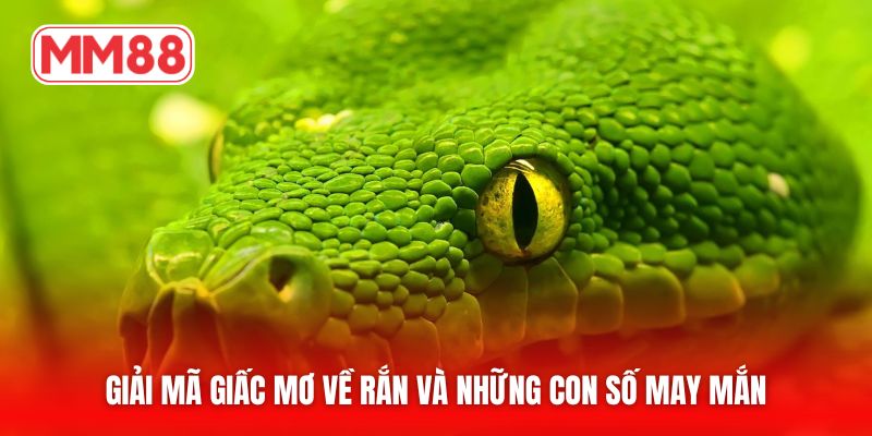 Giải mã giấc mơ về rắn và những con số may mắn