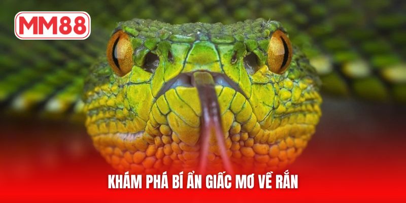 Khám phá bí ẩn giấc mơ về rắn