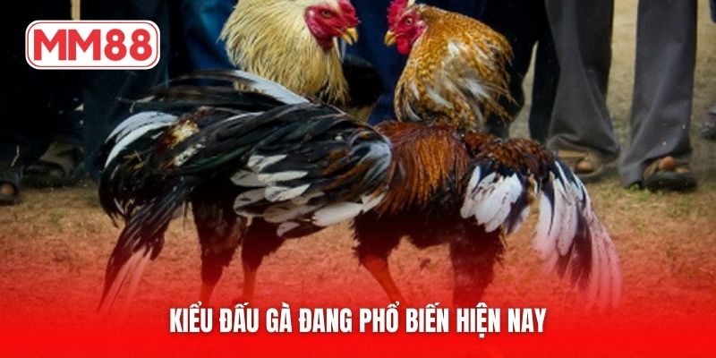 Kiểu đấu gà đang phổ biến hiện nay