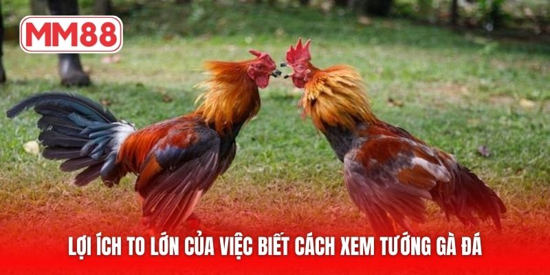 Lợi ích to lớn của việc biết cách xem tướng gà đá