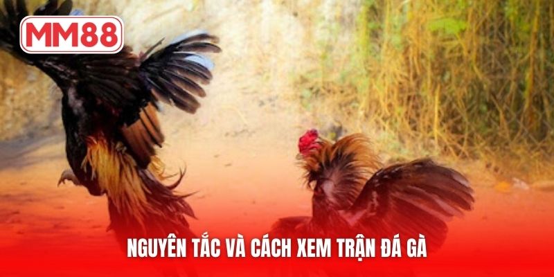 Nguyên tắc và cách xem trận đá gà
