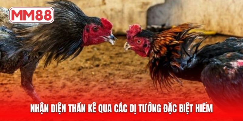 Nhận diện thần kê qua các dị tướng đặc biệt hiếm