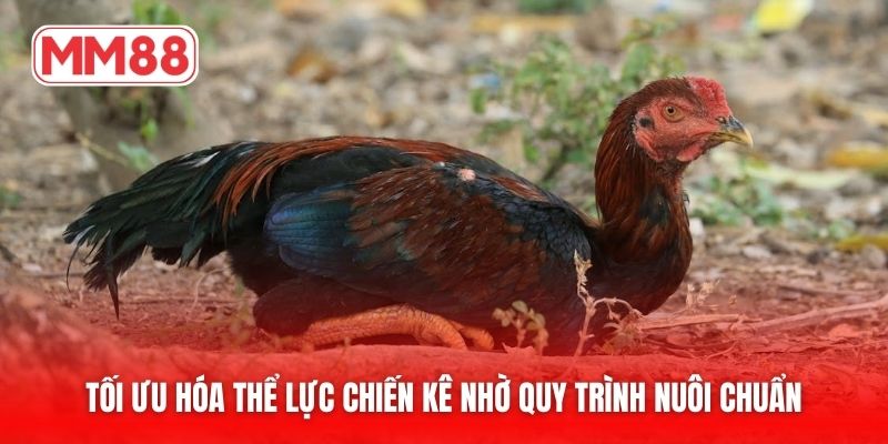 Tối ưu hóa thể lực chiến kê nhờ quy trình nuôi chuẩn