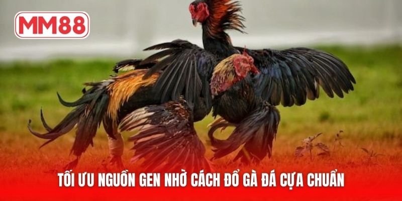 Tối ưu nguồn gen nhờ cách đổ gà đá cựa chuẩn
