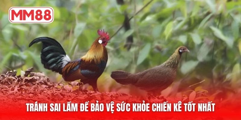 Tránh sai lầm để bảo vệ sức khỏe chiến kê tốt nhất