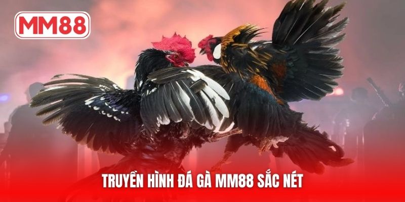 Truyền hình đá gà MM88 sắc nét