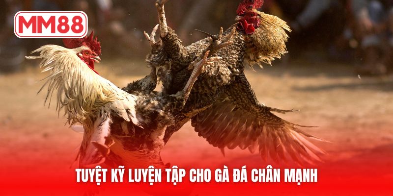 Tuyệt kỹ luyện tập cho gà đá chân mạnh